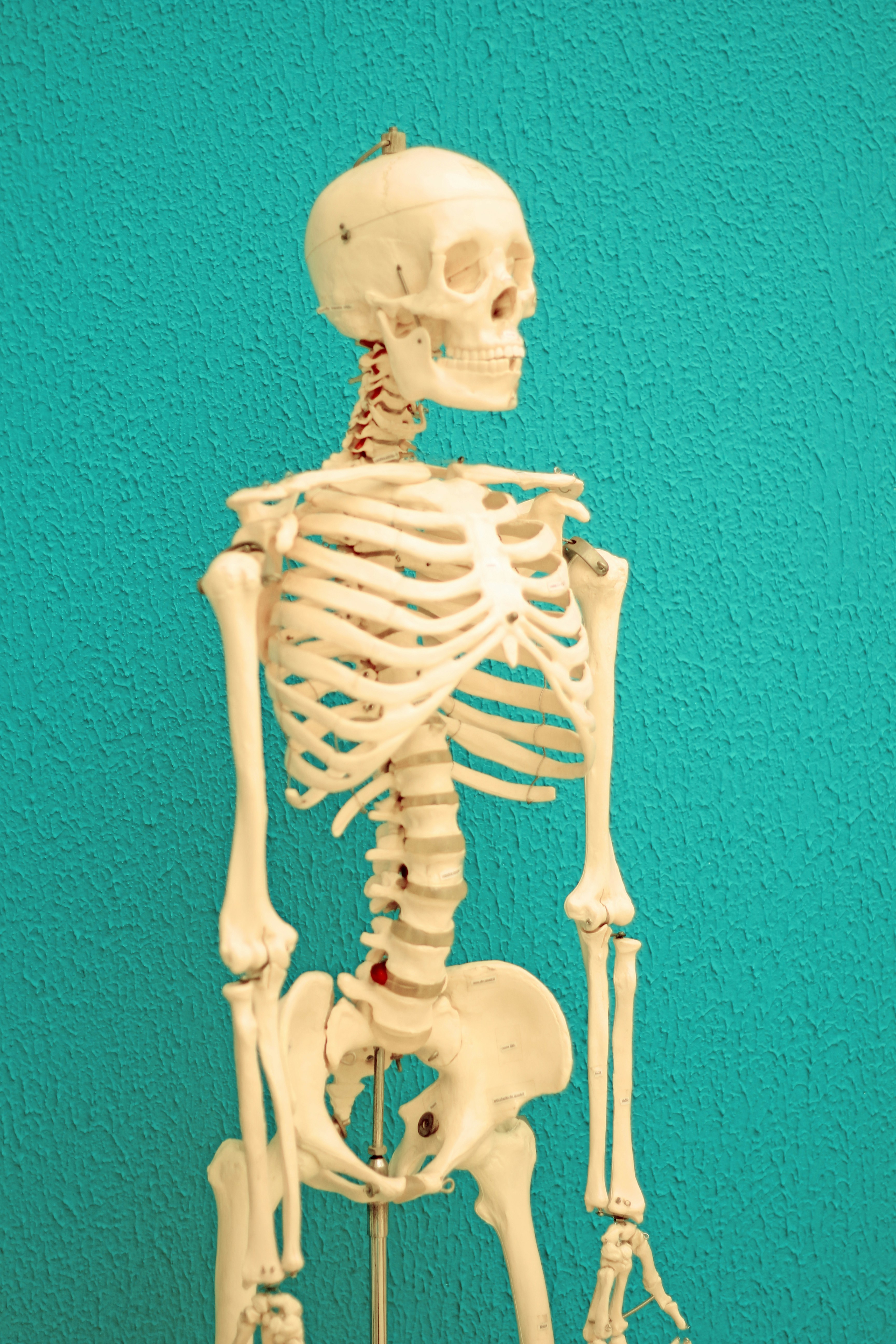 Bone Camp 2026